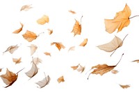 Dried leaves backgrounds plant leaf.
