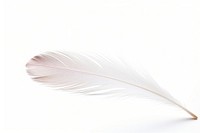 Feather feather white white background.