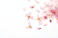 Sakura petals blossom flower plant.