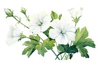 White mallow flower plant herbs.