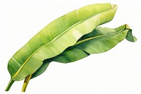 Banana plant leaf white background freshness.