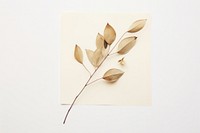 Eucalyptus flower plant paper.