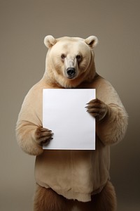 Bear wildlife portrait mammal.