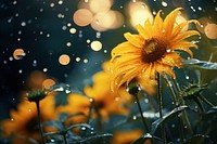 A rain scene with sunflower sunlight outdoors nature.