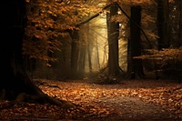 Autumn backdrops landscape forest.