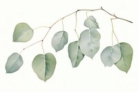 Botanical illustration eucalyptus leaf plant tree annonaceae.