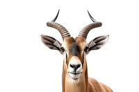Antelope wildlife animal mammal.