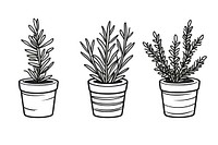 Triple potted rosemary drawing sketch plant.