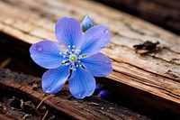 Blue flower of Spring blossom petal plant.
