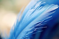 Feather nature blue inflorescence.