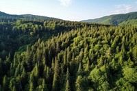 Forest vegetation mountain outdoors.