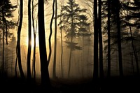 Landscape forest silhouette sunlight.