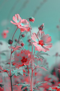 Anaglyph flower outdoors blossom nature.