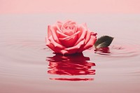 Red rose on pink water pattern outdoors nature flower.