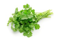 Coriander parsley plant herbs.