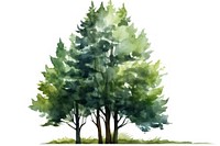 Tree plant white background watercolor paint.