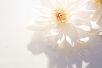 White flower background sun light dahlia petal plant.