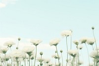 Dreamy background flower backgrounds outdoors.