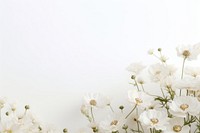 White Dreamy background flower backgrounds blossom.