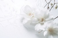 White Dreamy background flower backgrounds blossom.
