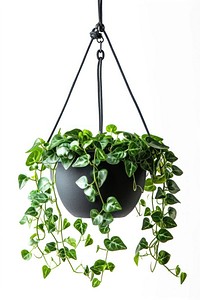 Plant hanging in pot white background houseplant decoration.
