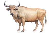 Livestock cattle mammal animal.