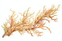 Seaweed white background driftwood drawing.