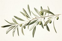 Botanical illustration of an olive leaf plant tree freshness.