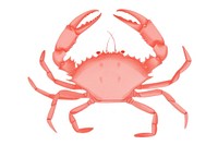 Crab sticks lobster seafood animal.