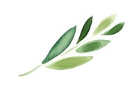 An olive leaf plant white background astragalus.