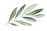 An olive leaf plant white background accessories.