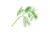 Dill plant food white background.