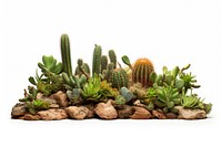 Desert cactus plant houseplant.