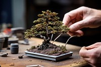 Workshop Tiny Tree tree bonsai plant.