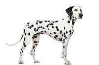 A Dalmatian Dog dog dalmatian animal.