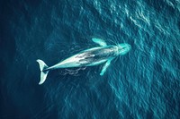 Aerial top view of whale swimming in the ocean animal mammal fish.