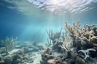 Dead coral reef ocean sea underwater.