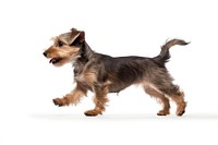 Dog terrier mammal animal.