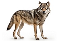 Wolf wolf animal mammal.