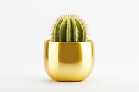 Golden Barrel Cactus cactus plant gold.
