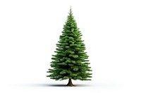 Pine tree pine christmas plant.