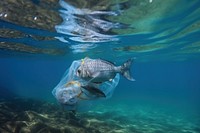 Aegean Sea fish underwater outdoors.