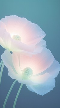 Blurred gradient illustration white poppy flowers petal plant pink.