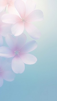 Blurred gradient illustration pink flowers backgrounds outdoors blossom.