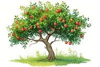 Apple tree plant fruit food.
