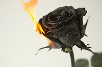 Black rose on flame flower petal plant.