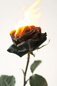 Black rose on flame flower petal plant.