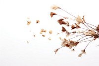 Dried flowers plant leaf white background.