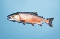 Fresh salmon animal trout fish.