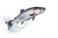 Fresh salmon animal trout fish.